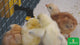 1 Quart Poultry Drinker w/ Auto-Fill Cup