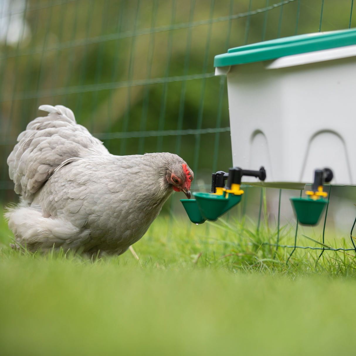 AviAqua 2 Gal Poultry Drinker - 3 Cups with chicken trying it on this image