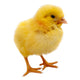 Chick Brooders