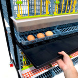 Hatching Time Cimuka. TYK40 15” Chicken cage 1 layer. Image shows chicken cage from front. Close up view shows a hand removing the manure tray. 3 eggs are in roll out egg tray for easy egg collection.