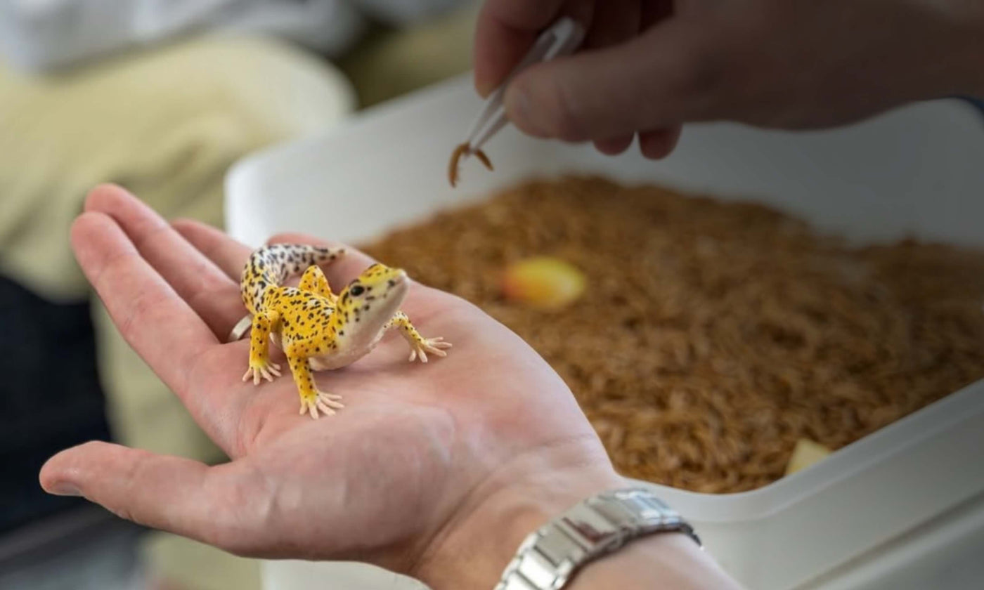 Mealworm Growing Kits with Gecko being fed