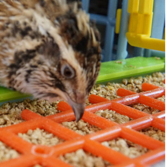Quail eating feed inside a colorful hatching cage, representing the Quail Cages collection at Hatching Time.