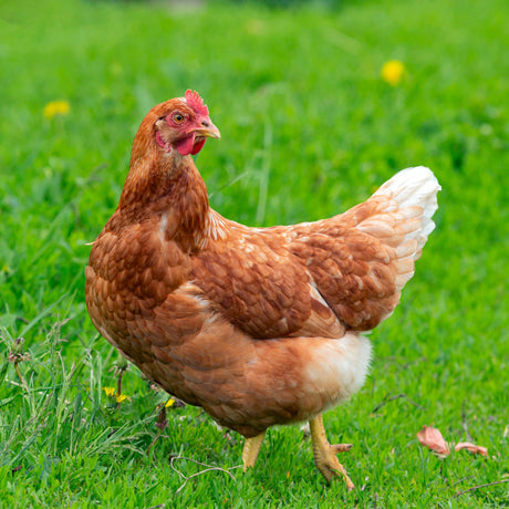 Red Sex Link Egg Layer Birds - Day Old Chicks for Sale
