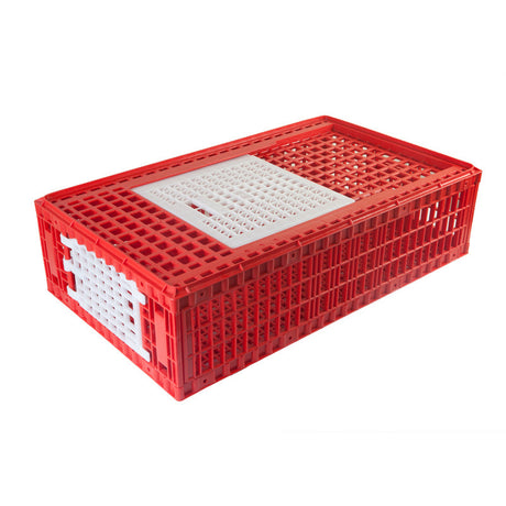 Hatching Time Cimuka. Red transport coop can be seen in image with white doors.