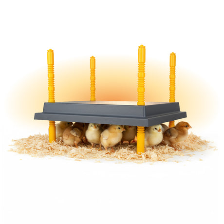 Chicken coop with chicks on a white background