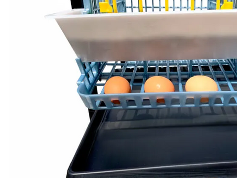 Manure Tray Sliding Out of 1 Layer Chicken Breeding Cage - Hatching Time